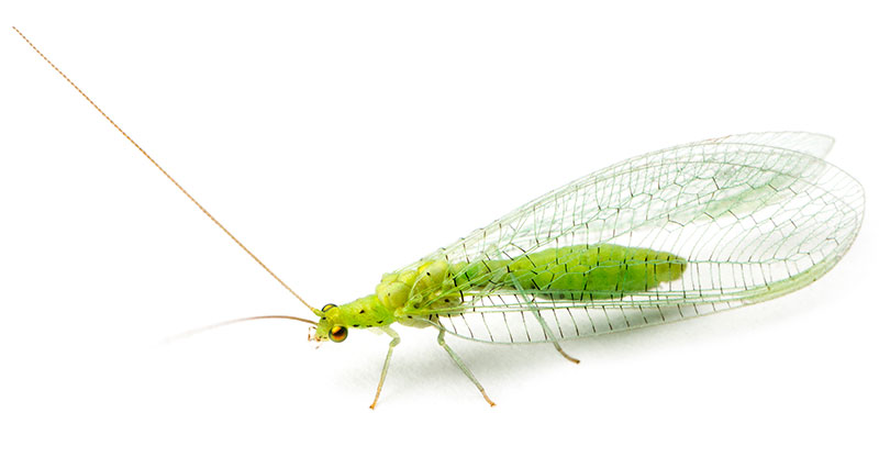 common lacewing